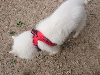 f:id:roukenhome-ann:20190620152134j:plain