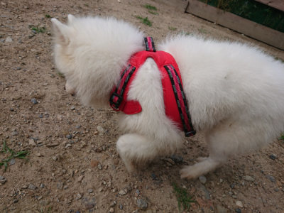 f:id:roukenhome-ann:20190620152153j:plain