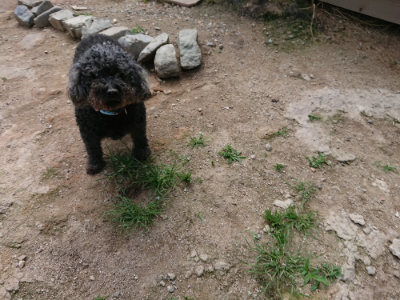 f:id:roukenhome-ann:20190620152203j:plain