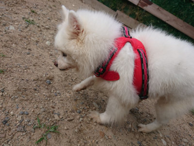 f:id:roukenhome-ann:20190620152208j:plain