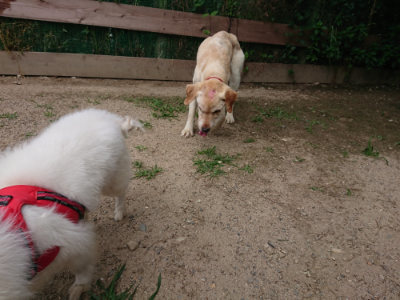 f:id:roukenhome-ann:20190620152334j:plain