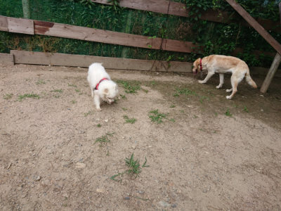 f:id:roukenhome-ann:20190620152439j:plain