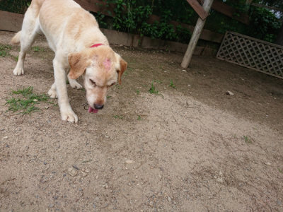 f:id:roukenhome-ann:20190620152458j:plain