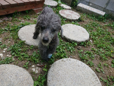 f:id:roukenhome-ann:20190620152526j:plain