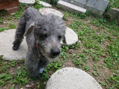 f:id:roukenhome-ann:20190620152531j:plain