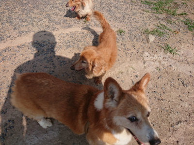 f:id:roukenhome-ann:20190620202132j:plain