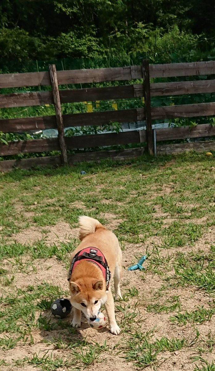 f:id:roukenhome-ann:20190622135937j:plain