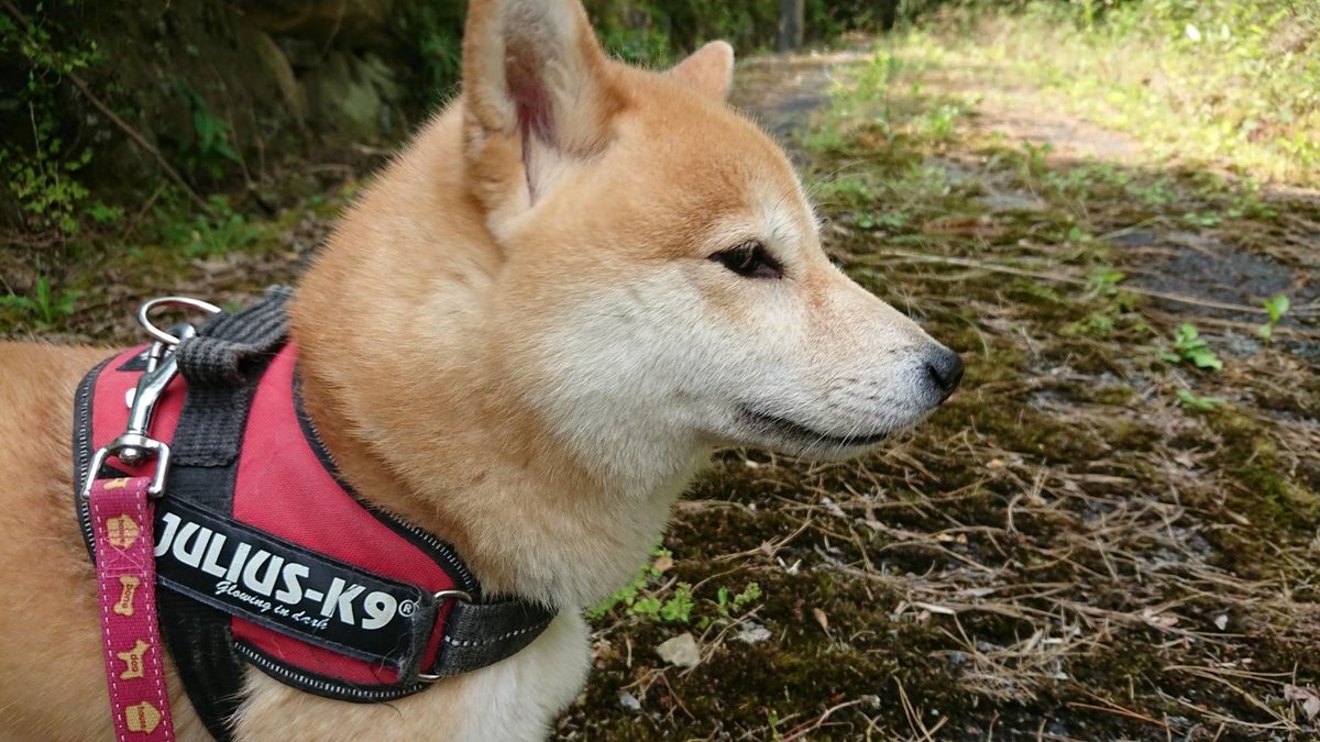 f:id:roukenhome-ann:20190622140116j:plain