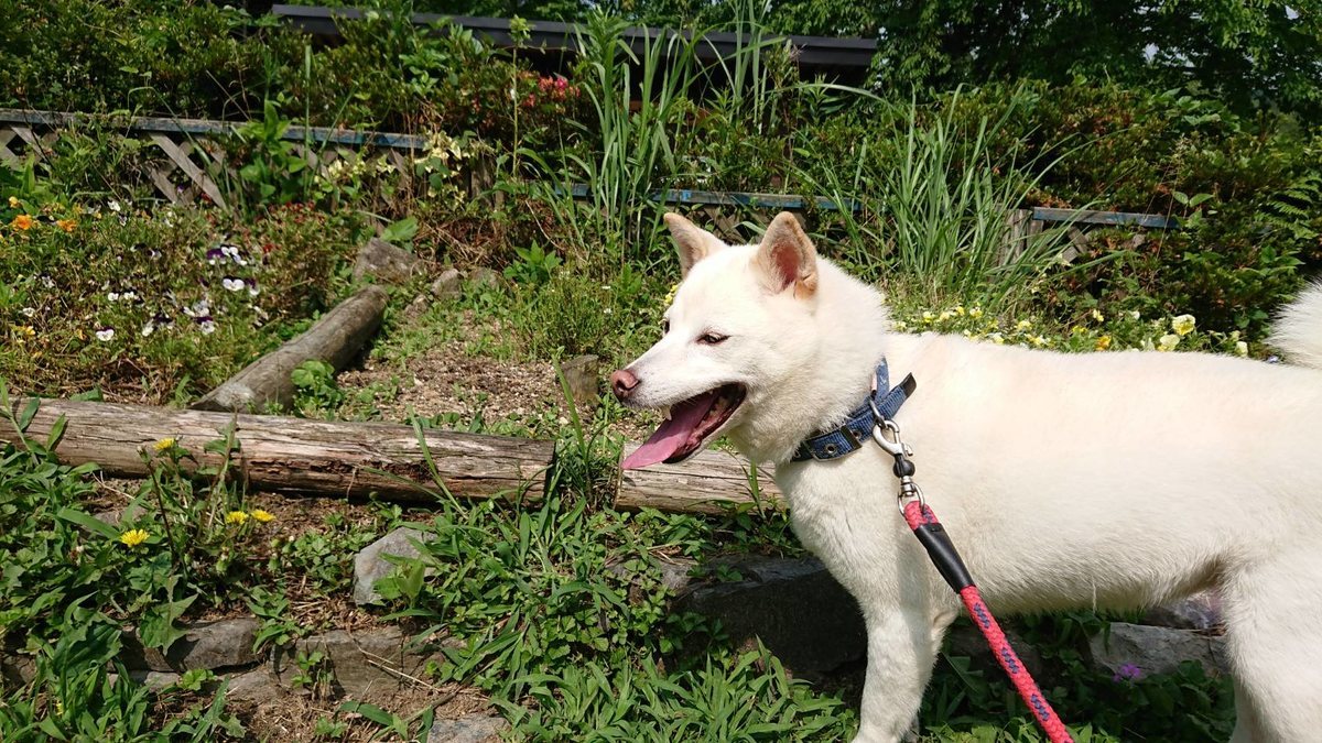 f:id:roukenhome-ann:20190622140246j:plain