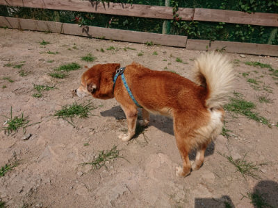 f:id:roukenhome-ann:20190622140532j:plain