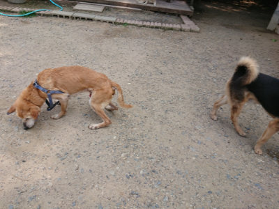 f:id:roukenhome-ann:20190622140622j:plain