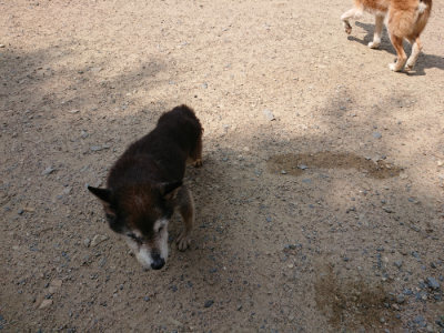 f:id:roukenhome-ann:20190622140903j:plain