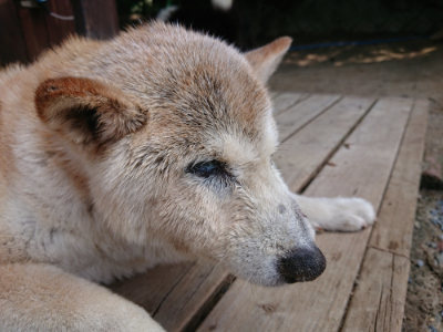 f:id:roukenhome-ann:20190622141143j:plain