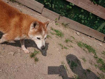 f:id:roukenhome-ann:20190622141246j:plain