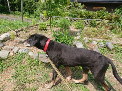 f:id:roukenhome-ann:20190622141512j:plain