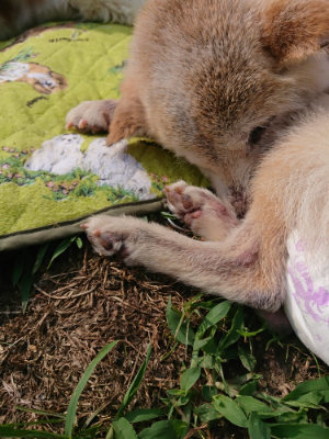 f:id:roukenhome-ann:20190622141829j:plain