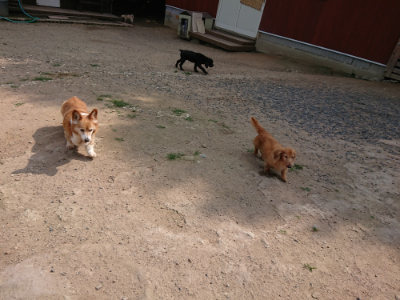 f:id:roukenhome-ann:20190622142643j:plain