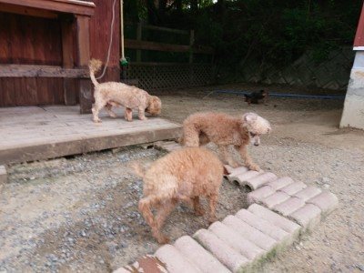 f:id:roukenhome-ann:20190622142704j:plain