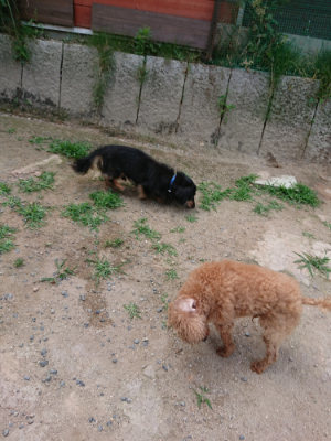 f:id:roukenhome-ann:20190622142717j:plain