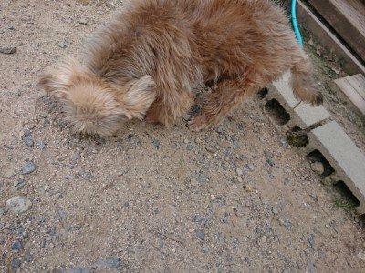 f:id:roukenhome-ann:20190622142726j:plain