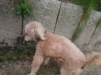 f:id:roukenhome-ann:20190622142956j:plain