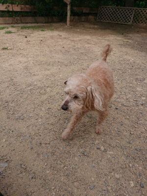 f:id:roukenhome-ann:20190624090027j:plain