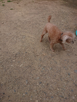 f:id:roukenhome-ann:20190624090045j:plain