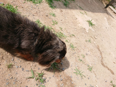 f:id:roukenhome-ann:20190624090100j:plain