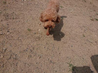 f:id:roukenhome-ann:20190624090109j:plain