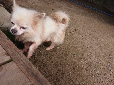 f:id:roukenhome-ann:20190624090141j:plain