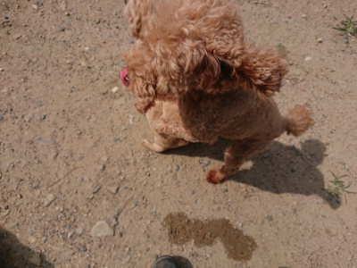 f:id:roukenhome-ann:20190624090204j:plain