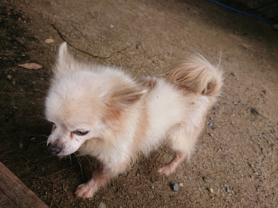 f:id:roukenhome-ann:20190624090213j:plain