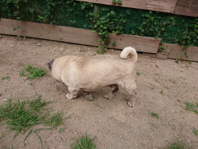 f:id:roukenhome-ann:20190624090301j:plain