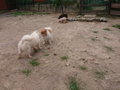 f:id:roukenhome-ann:20190624090321j:plain