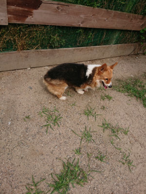 f:id:roukenhome-ann:20190624090340j:plain