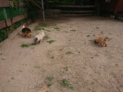 f:id:roukenhome-ann:20190624090411j:plain