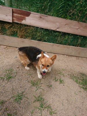 f:id:roukenhome-ann:20190624090426j:plain