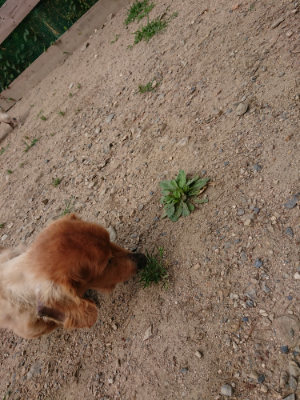 f:id:roukenhome-ann:20190624090430j:plain