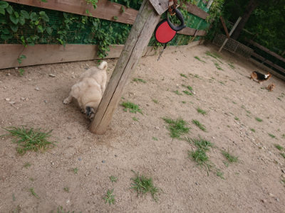 f:id:roukenhome-ann:20190624090600j:plain