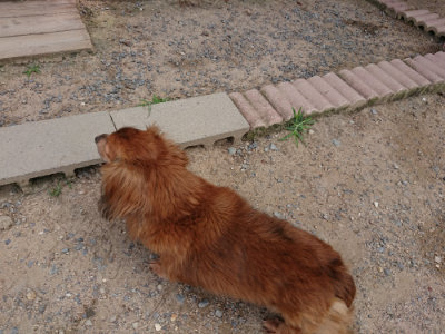 f:id:roukenhome-ann:20190624090614j:plain