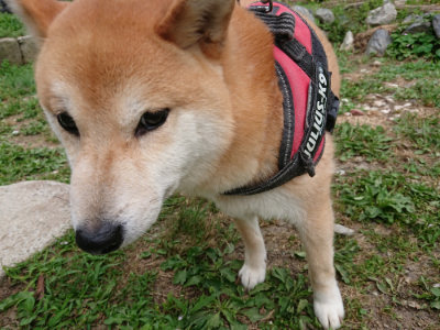 f:id:roukenhome-ann:20190624141536j:plain