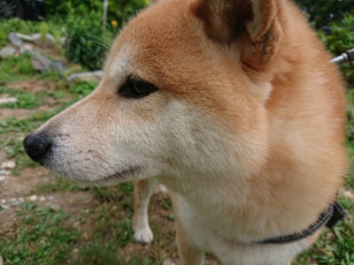 f:id:roukenhome-ann:20190624141542j:plain