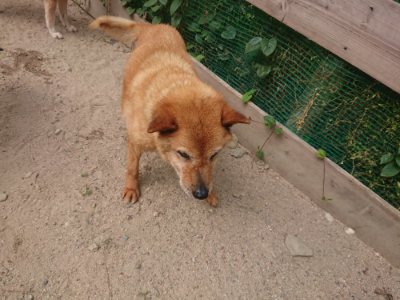 f:id:roukenhome-ann:20190624141551j:plain