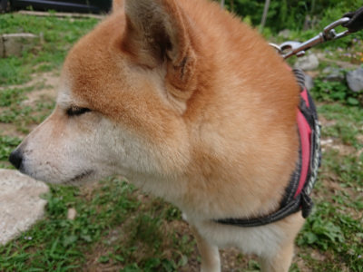 f:id:roukenhome-ann:20190624141605j:plain