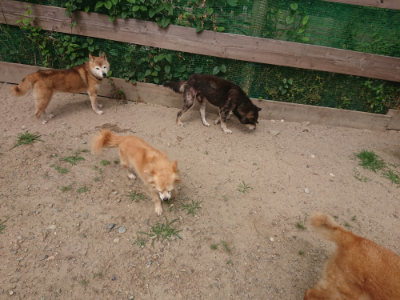 f:id:roukenhome-ann:20190624141642j:plain