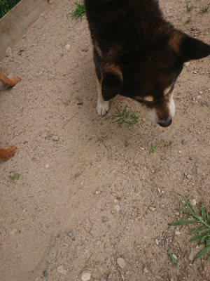 f:id:roukenhome-ann:20190624141703j:plain