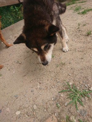 f:id:roukenhome-ann:20190624141707j:plain