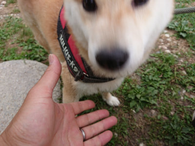 f:id:roukenhome-ann:20190624141804j:plain