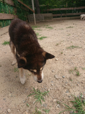 f:id:roukenhome-ann:20190624141808j:plain