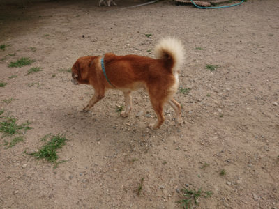 f:id:roukenhome-ann:20190624141812j:plain